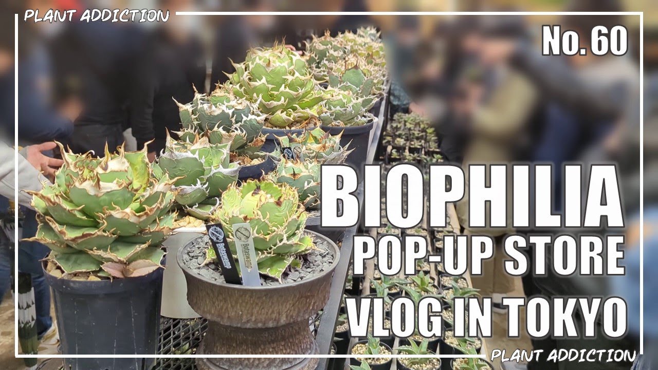 日本最高レベルのアガベの展示販売、BIOPHILIA POP-UP STORE No.60