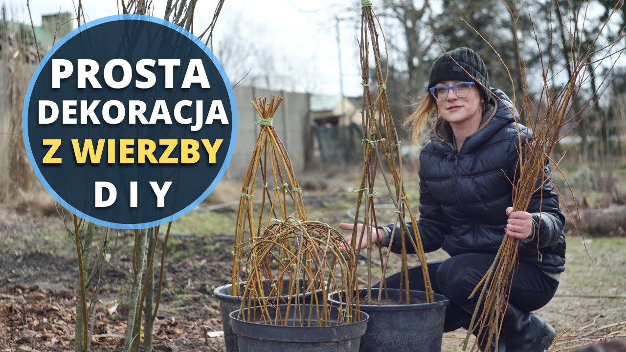 Jak zrobić plecioną WIERZBĘ w donicach ?