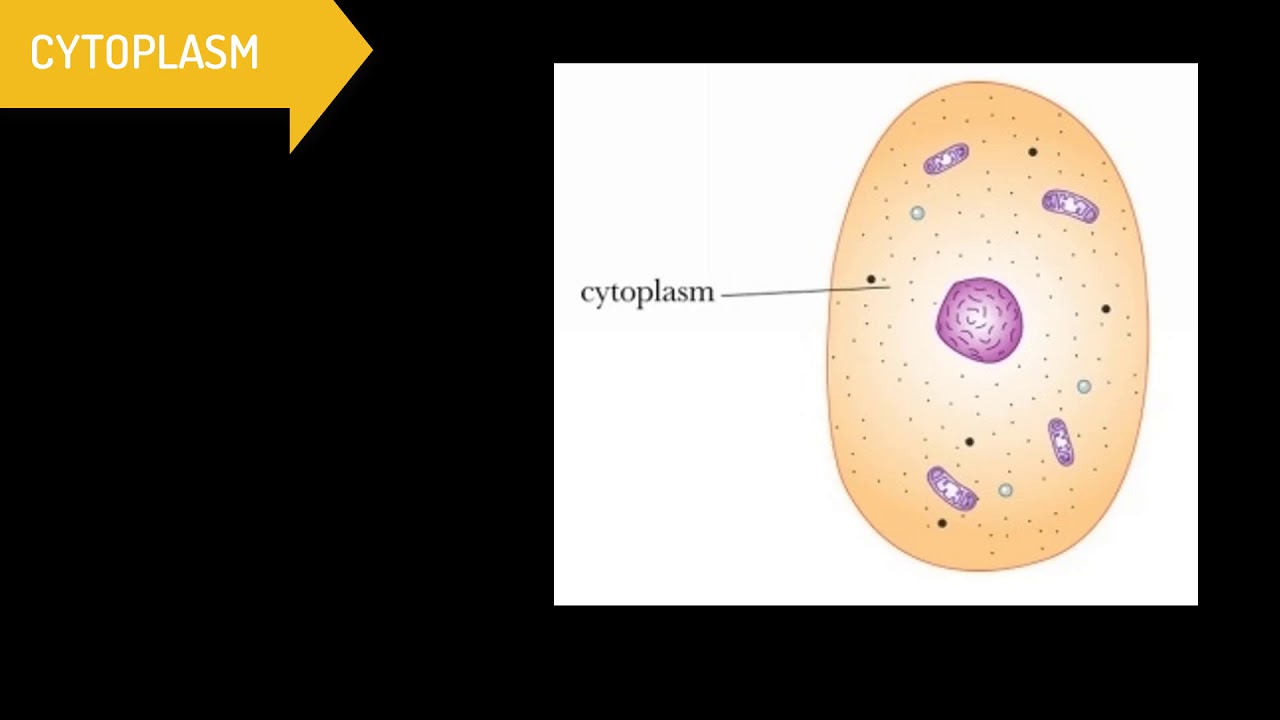NCERT BIO- all about cells (Basic Science)