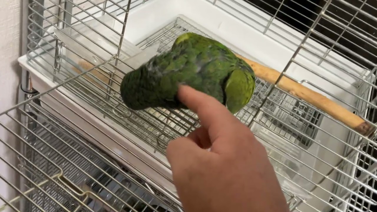 アケボノサファ💕カキカキ🐥