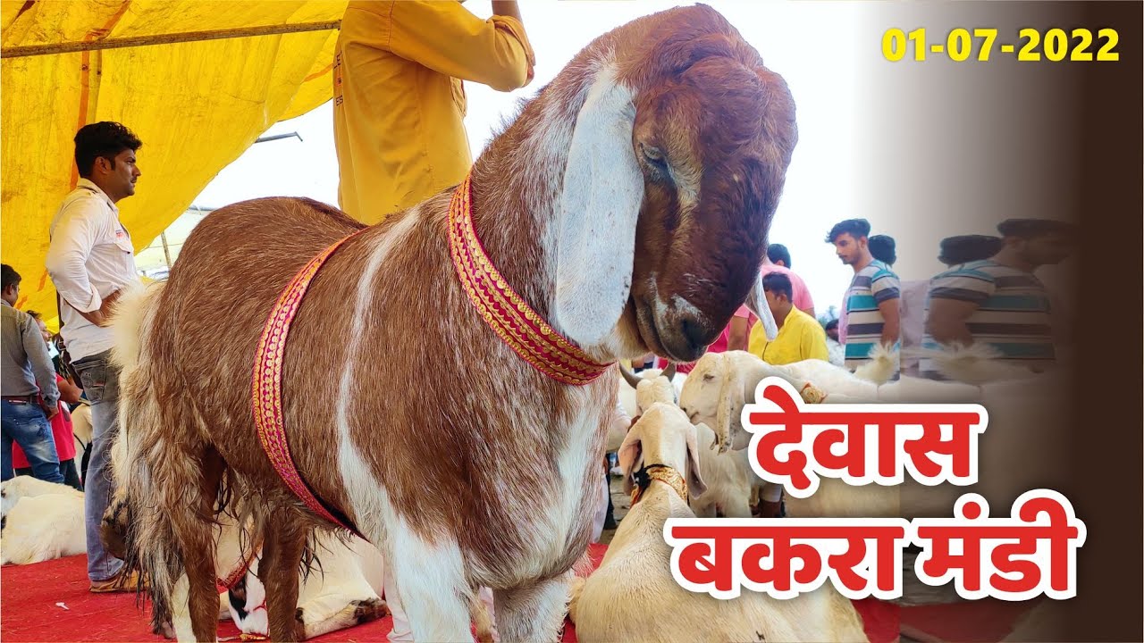 Dewas Bakra Mandi- Sode h Sode - 01-07-22 LIVE | Indore Bakra Mandi | Malwa Biggest Bakra | Vlog-5