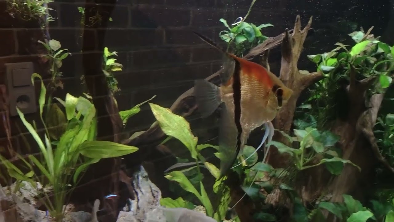 Red head Tapajos, Rasbora klinowa i L183 Aktualizacja akwarium