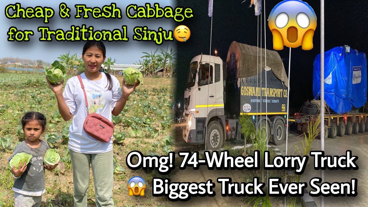 Fresh & Affordable Cabbage for Delicious Sinju🤤