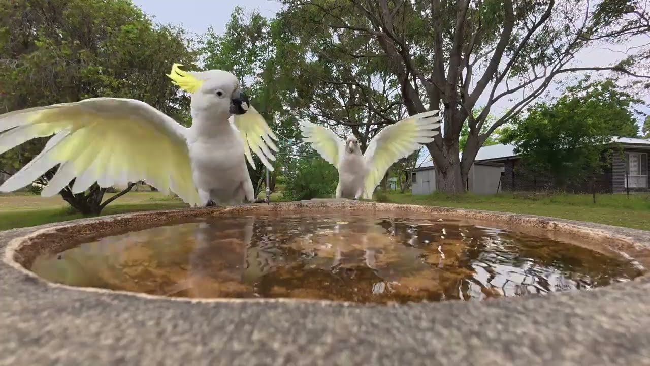 @ the bird bath. Where fine feathered friends hang out. Enjoy the sights and sounds of nature.