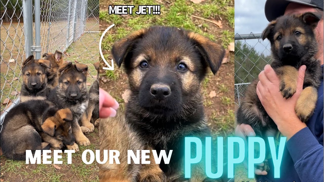 Meet Our New Puppy