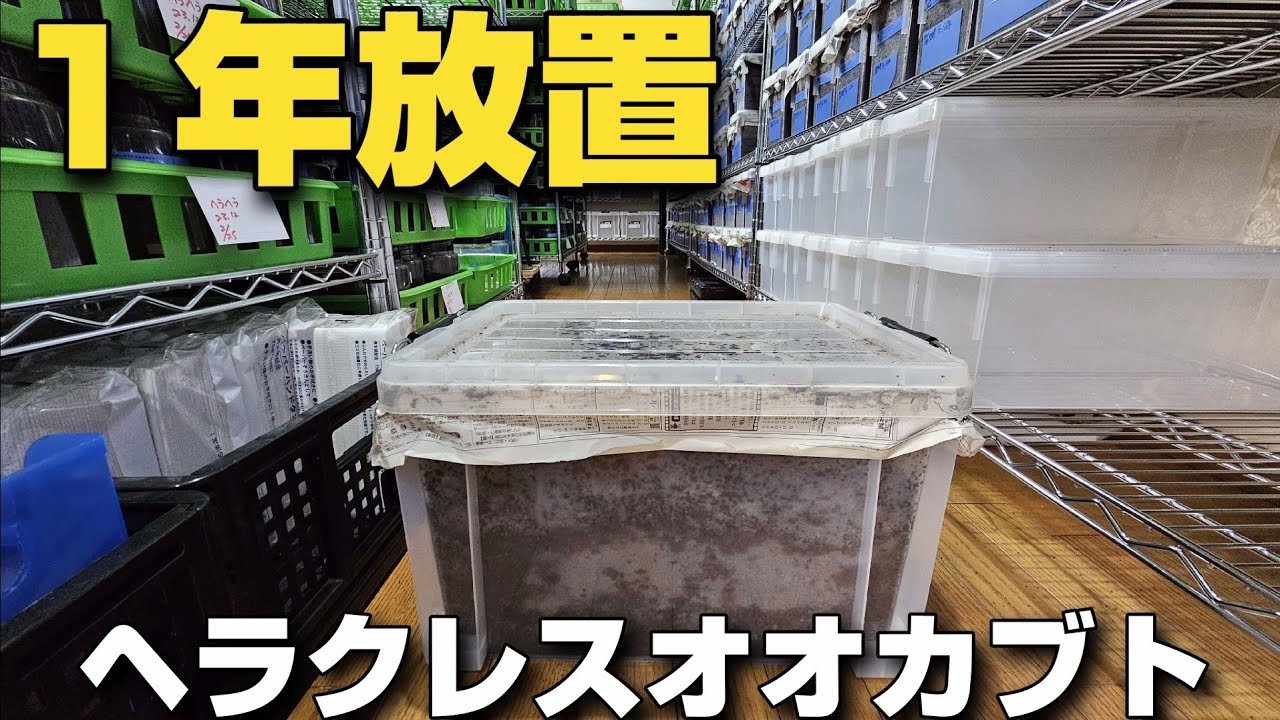 産卵セットを組んで１年間放置したヘラクレスオオカブトがヤバいことになっていた