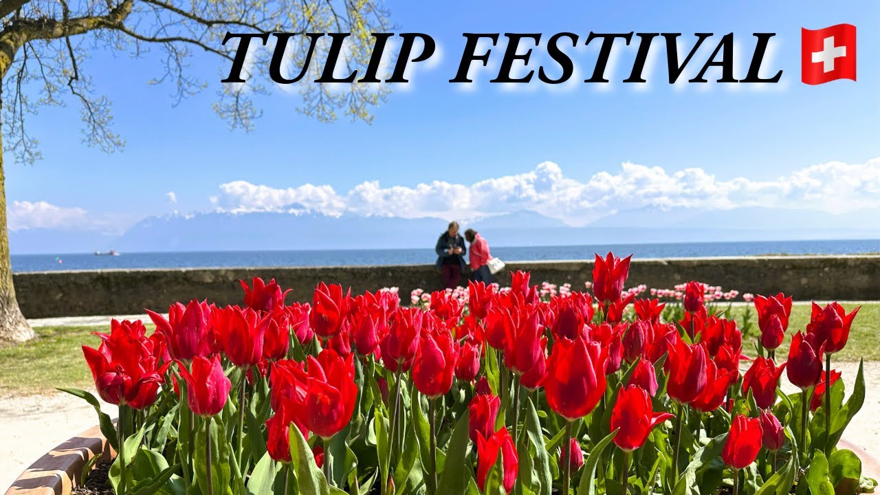 Biggest Tulip Festival of Switzerland 2024 I Hidden Treasure of Morges🇨🇭 I 4K Travel Vlog