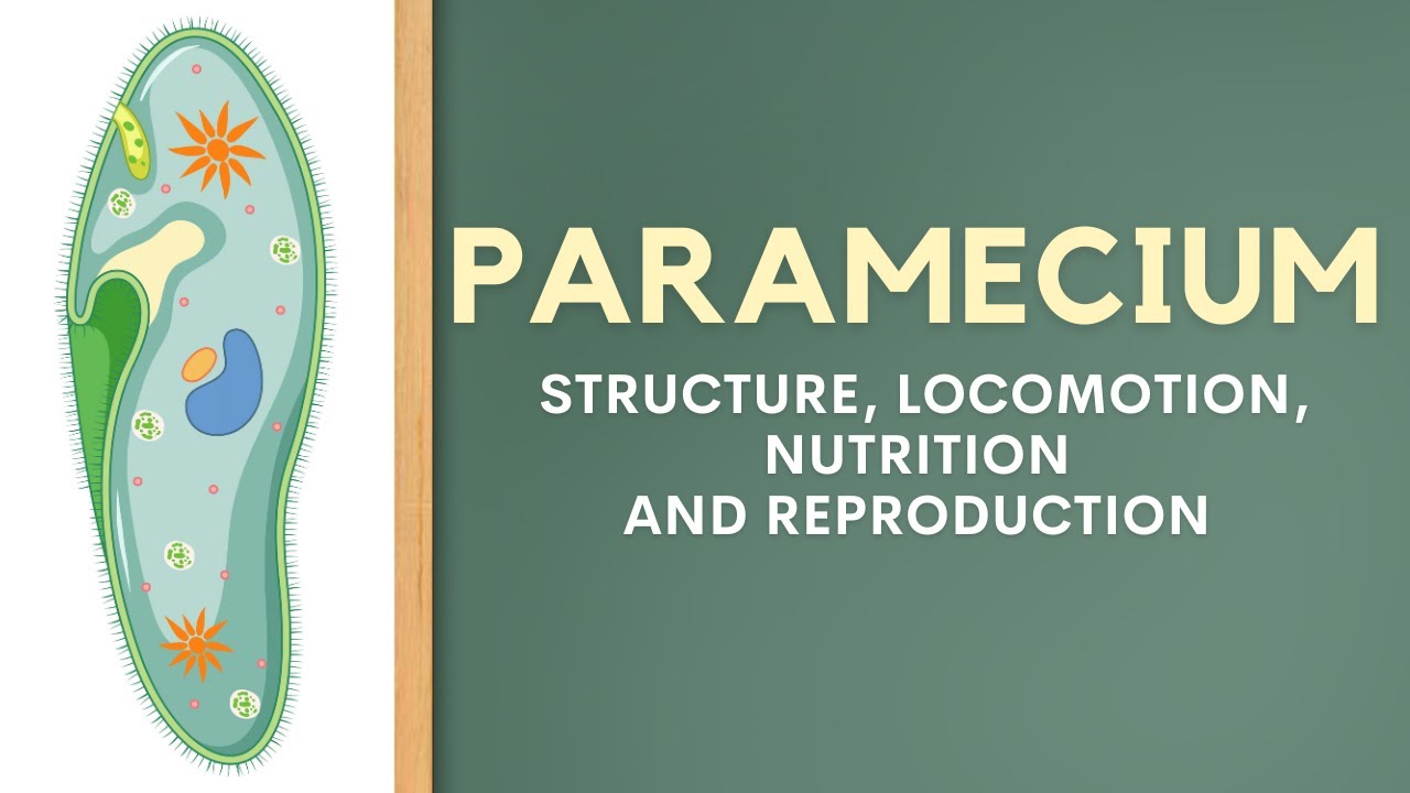 Paramecium | Structure, Locomotion, Nutrition and Reproduction
