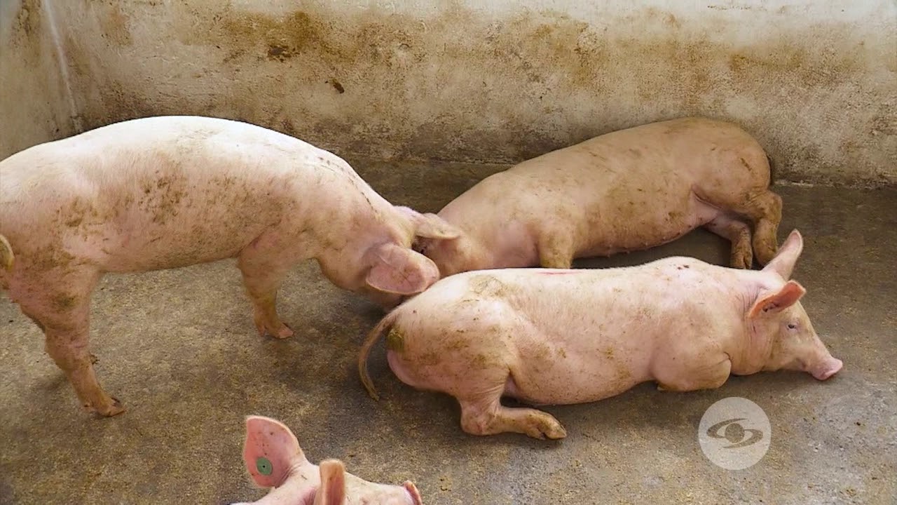 Modelo de negocio con cerdas de cría