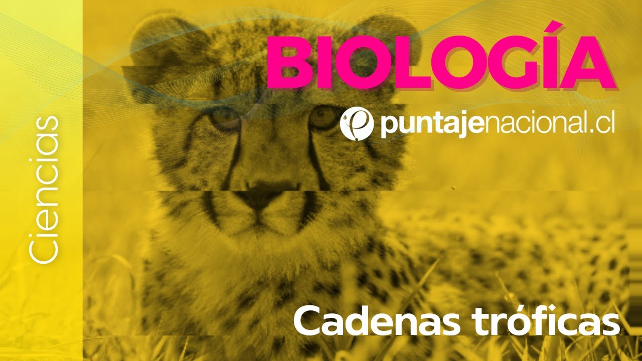 PAES | Biología | Cadenas tróficas