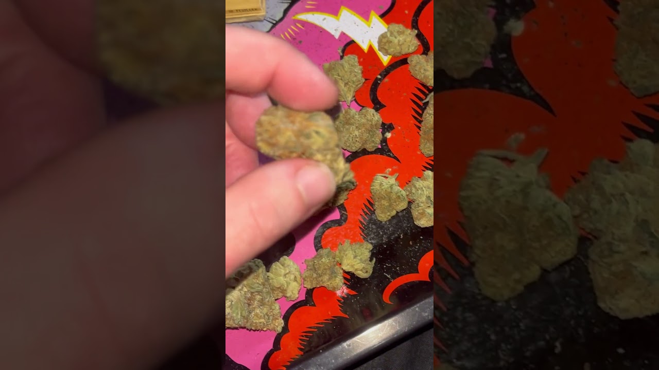 4C Labs/Qwest Morning Sun Flower #4clabs #qwest #morningsun #ukmedicalcannabis