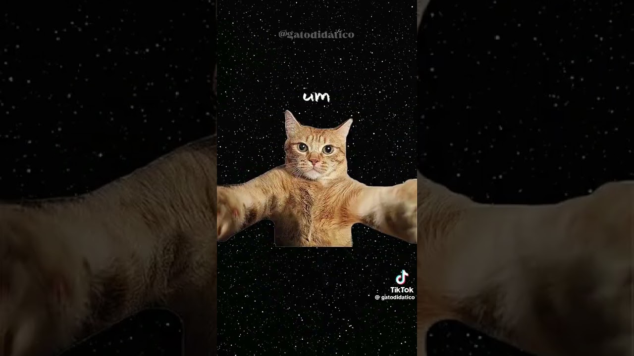 apego ansioso explicado por gatinhos