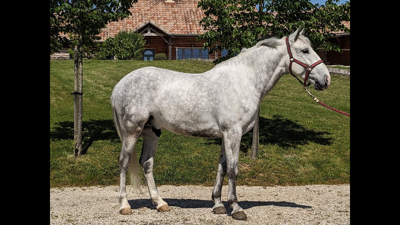 Ofir Pur sang lusitanien Hongre né en 2018