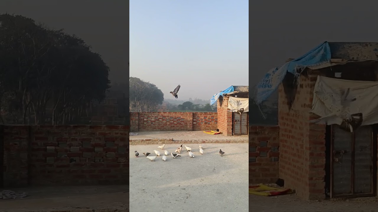 😍🐦 #shortsfeed #pigeon #kabutar #viralshort #pigeonfeed