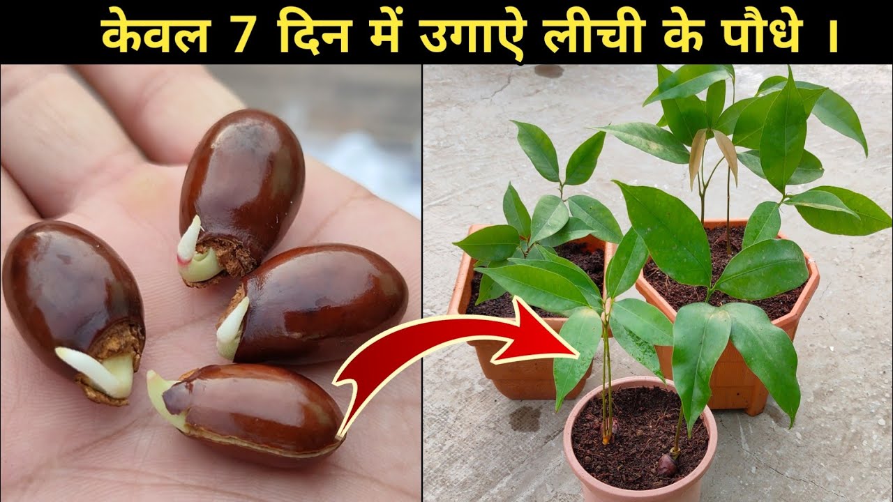 How to grow Lychee plant from seeds . लीची को बीज से उगाऐ ।