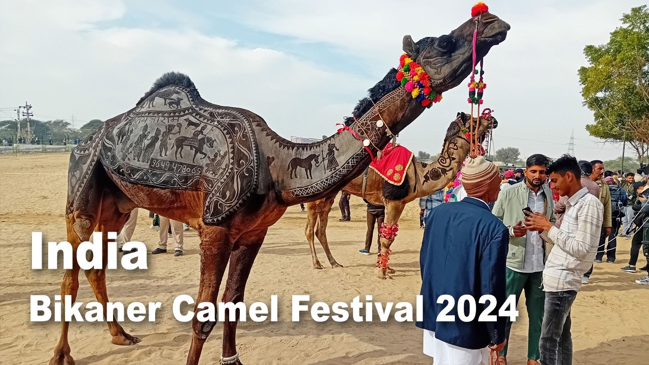 Bikaner Camel Festival 2024 - Rajastan, India