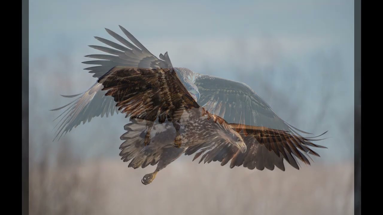 Adlerfotografie Hortobagy Puszta Ungarn