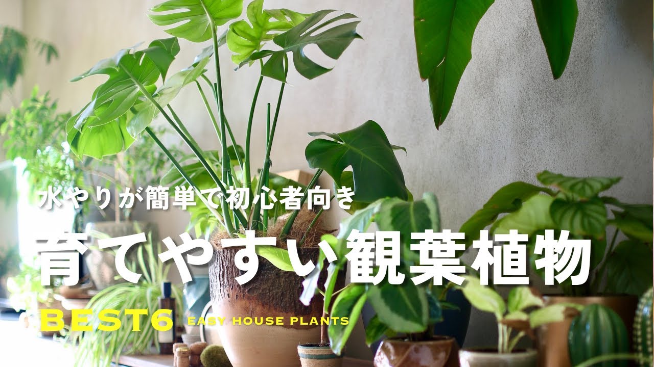 水やりが簡単で初心者でも育てやすい観葉植物6選🌿｜EASY House Plants｜SHINOSAN NO IE