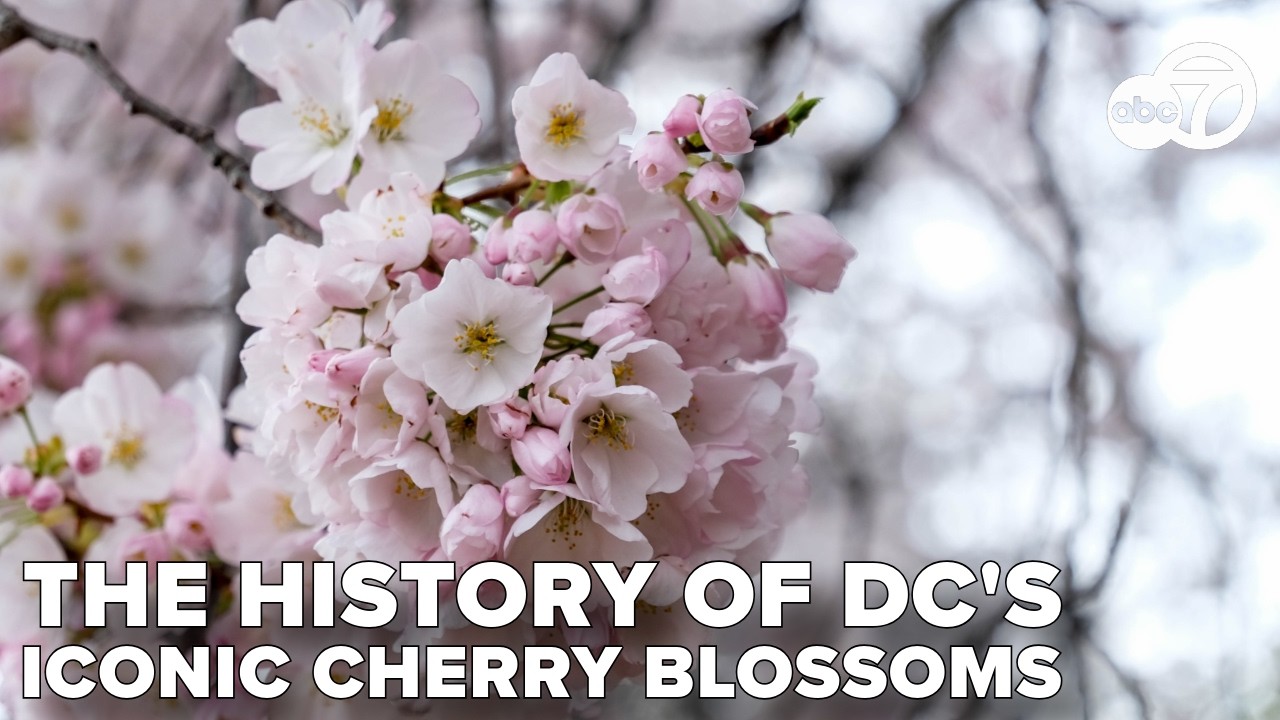 История, стоящая за ярким цветением сакуры в Вашингтоне.