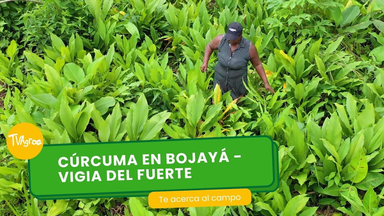 Cúrcuma en Bojayá - Vigia del Fuerte  - TvAgro por Juan Gonzalo Angel Restrepo