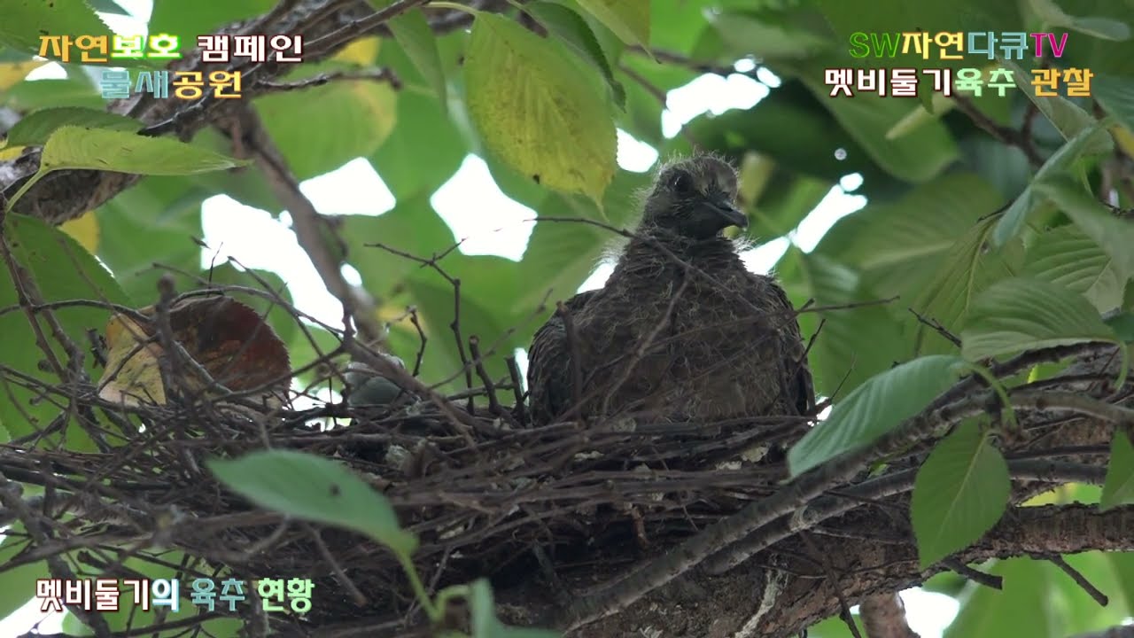 멧비둘기 육추현황_7편_새끼2마리_물새공원_촬영편집 영상감독 이상웅