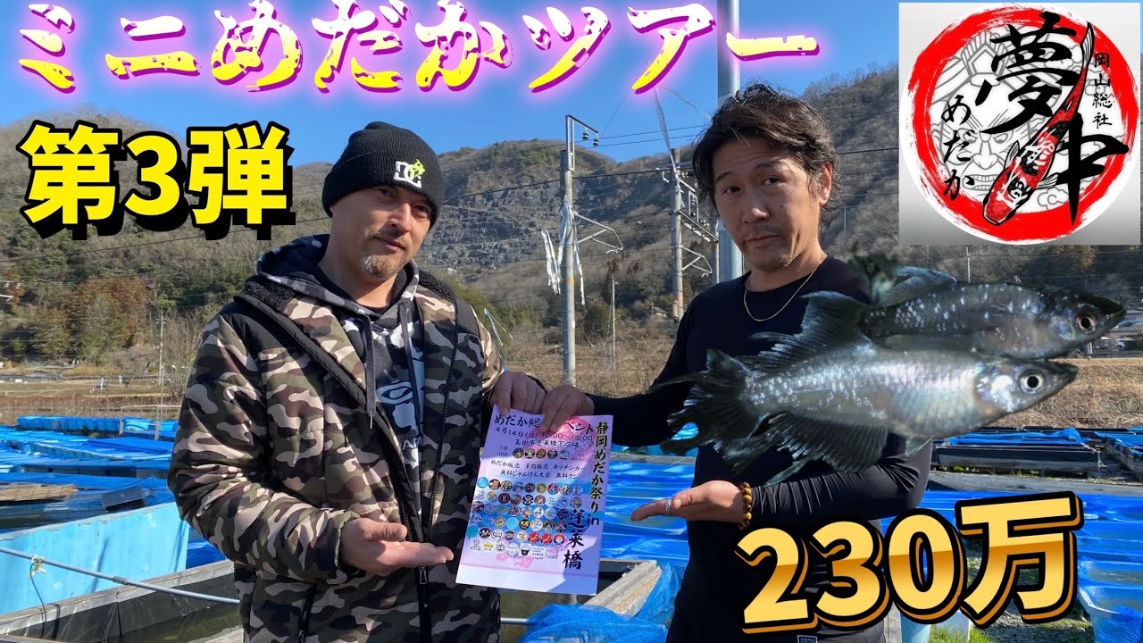 ミニめだかツアー第3弾‼️ 夢中めだかさん　230万‼️最新スペード　私みたいな初心者の方必見❣️
