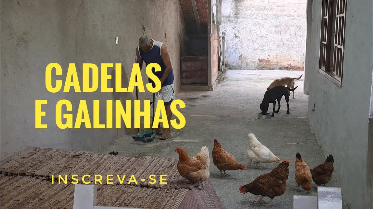Cadelas e Galinhas Amadas no Nosso Plantel 🐶🐔 Amor, Cuidado e Dedicação Todos os Dias.
