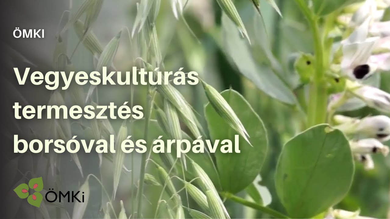 Vegyeskultúrás termesztés borsóval és árpával
