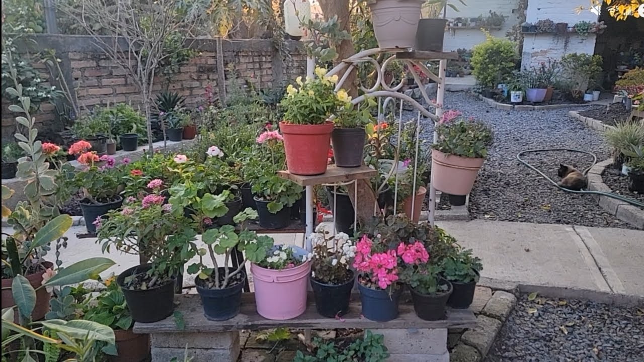 Revisando mi jardín 