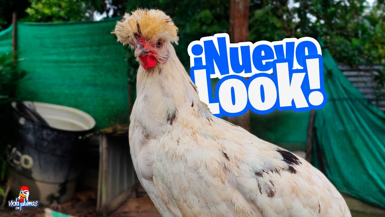 Las Gallinas de Raza Polacas 😍 Actualización después de tanto tiempo