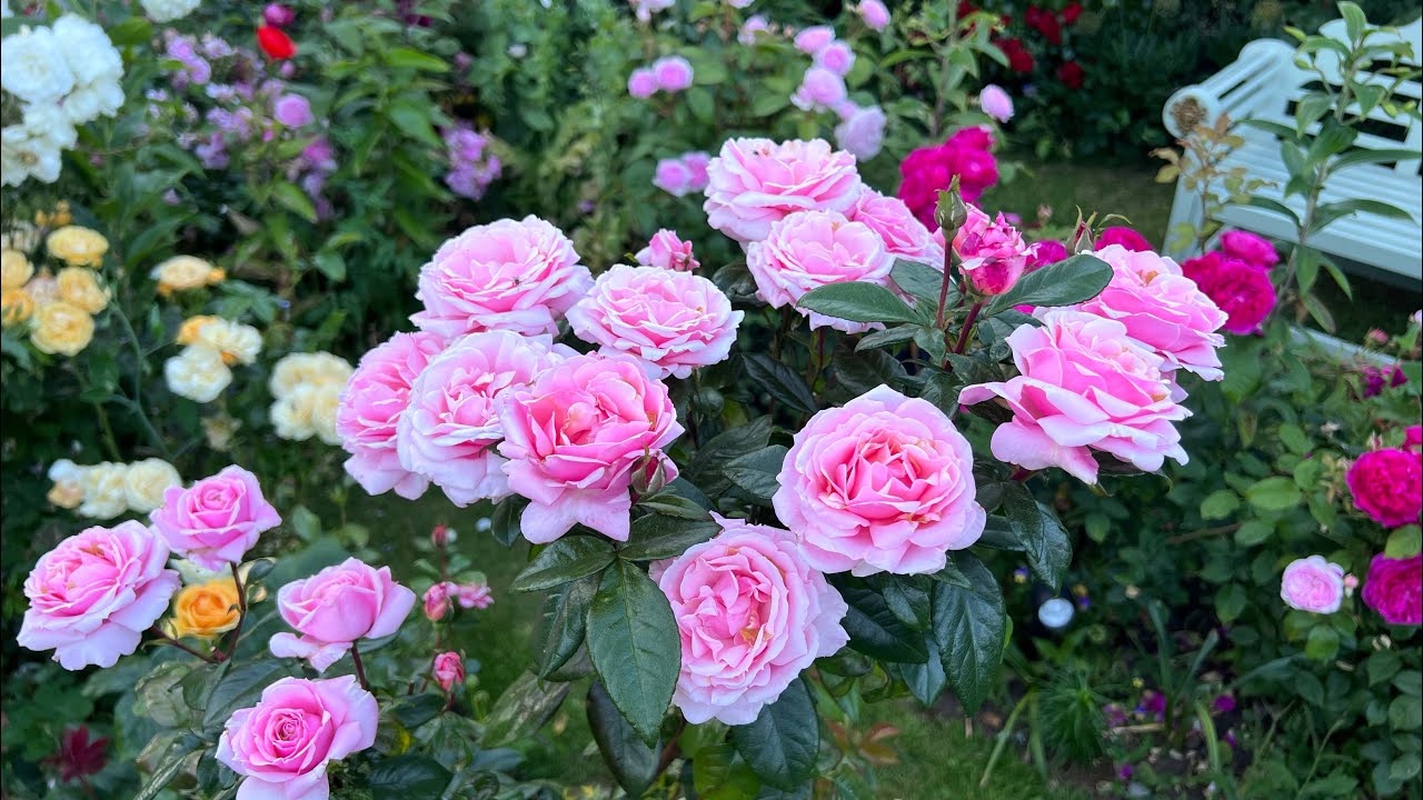 English Rose Garden in June | Full Tour of the first flush of roses | David Austin Roses and more …