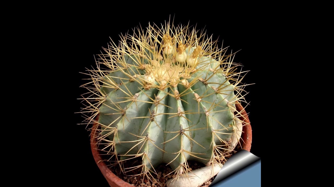 Ferocactus glaucescens