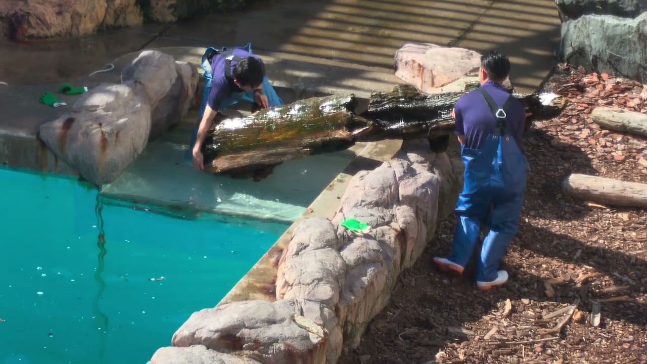 飼育員さんも大変 GAO 男鹿水族館GAO ホッキョクグマ シロクマ モモ 豪太 20240929 091324864