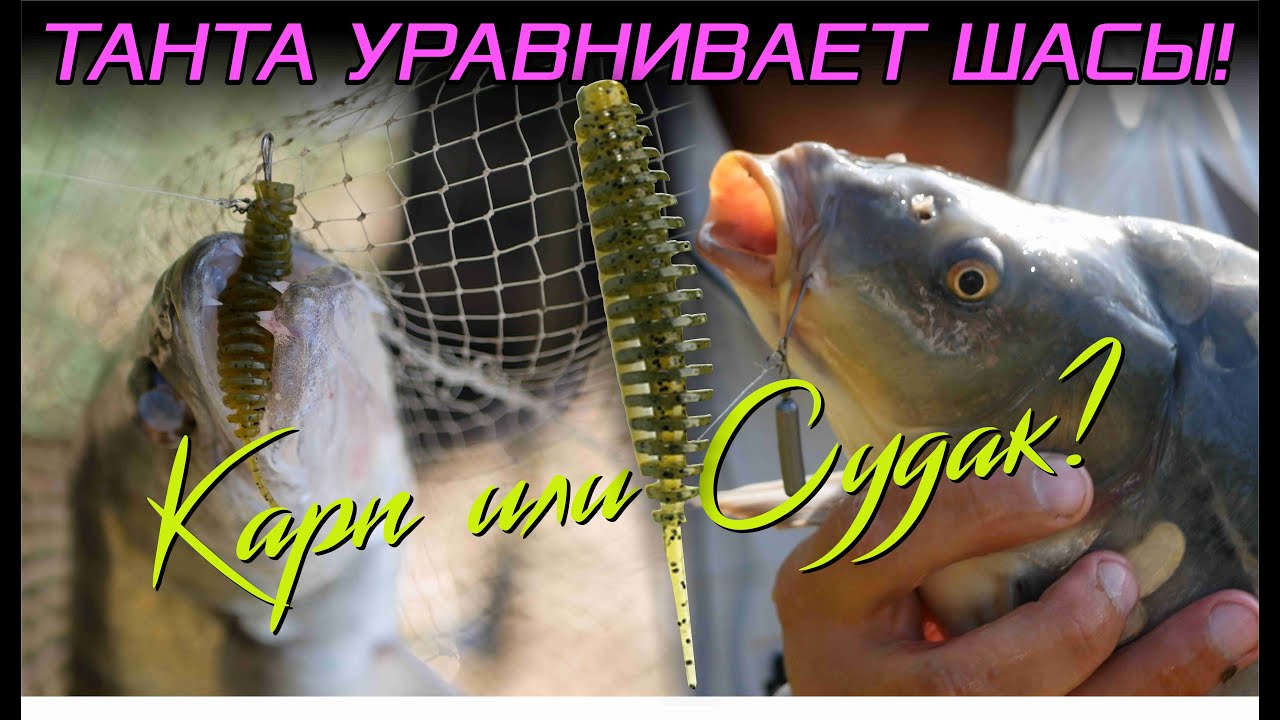 Карп или судак? Танта уравнивает шансы!