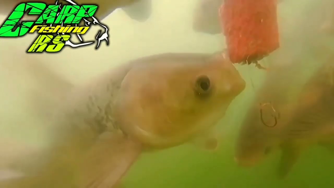 Carpa Cabeçuda  se alimentando. 