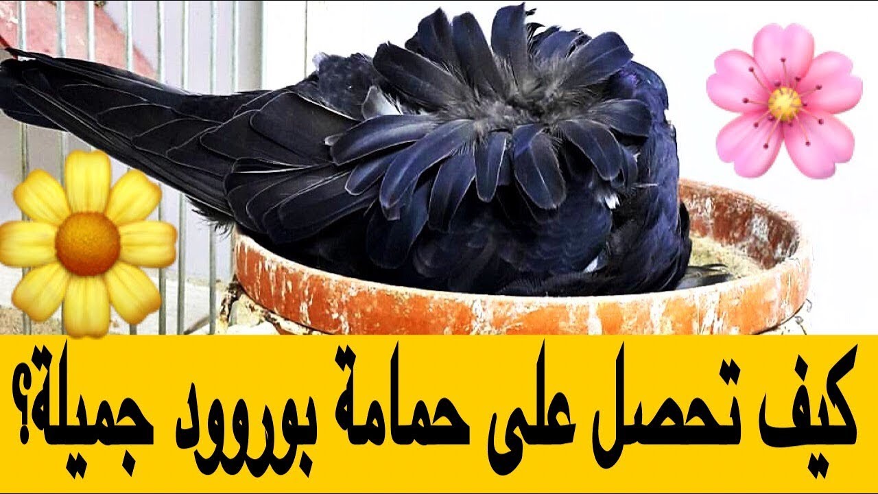 تعلم كيف تنتج الحمامة الصينية بوروود 🌸 جميلة ومتكاملة- أجمل وأغلى طيور حمام الزينة في العالم.