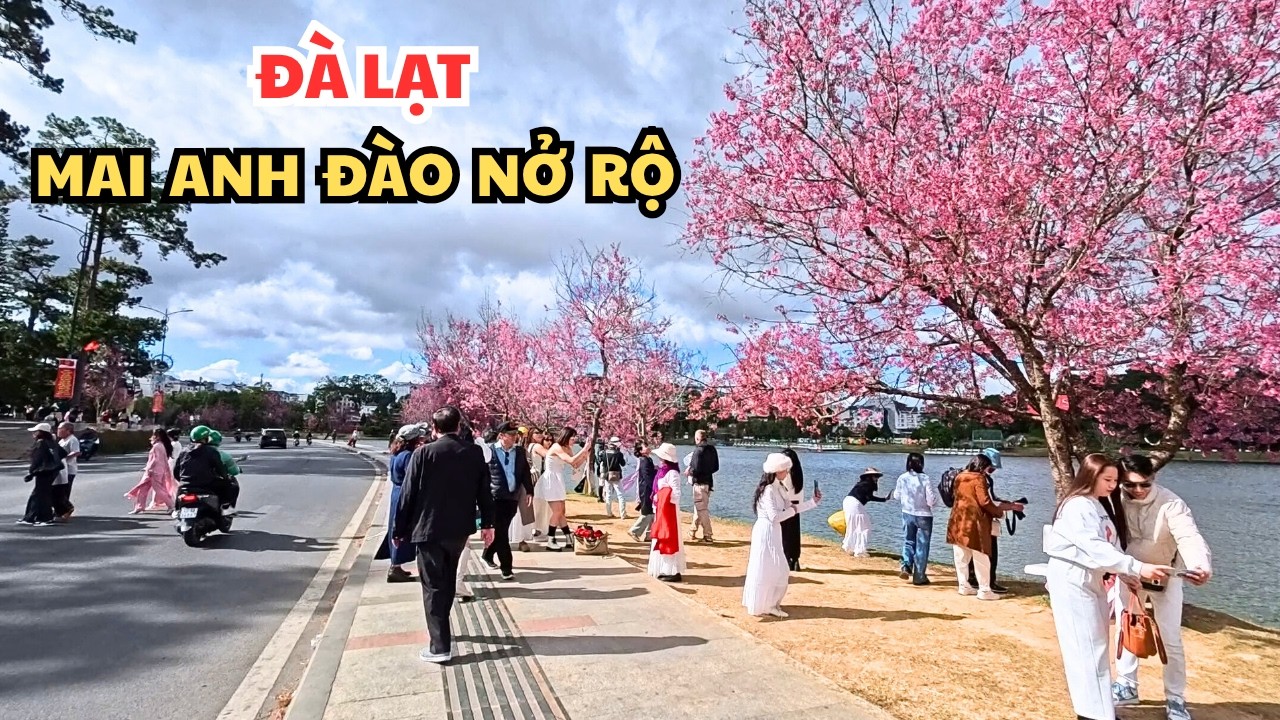 Vạn Vật Đều Thua Hoa Mai Anh Đào Đà Lạt Nở Rộ l Phan Thiết Chill