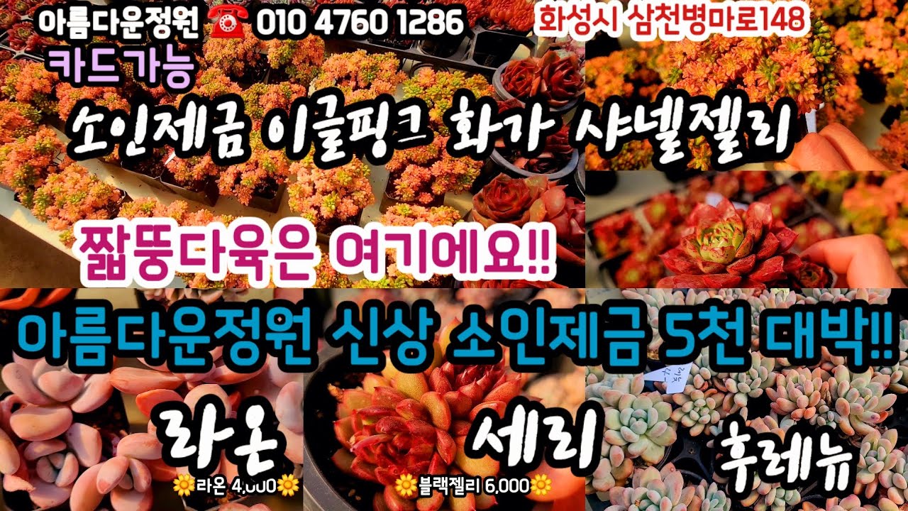 아름다운정원에 신상군생들 인기품종 입고!! 소인제금5천 강추!!#초보다육 #다육쇼핑 