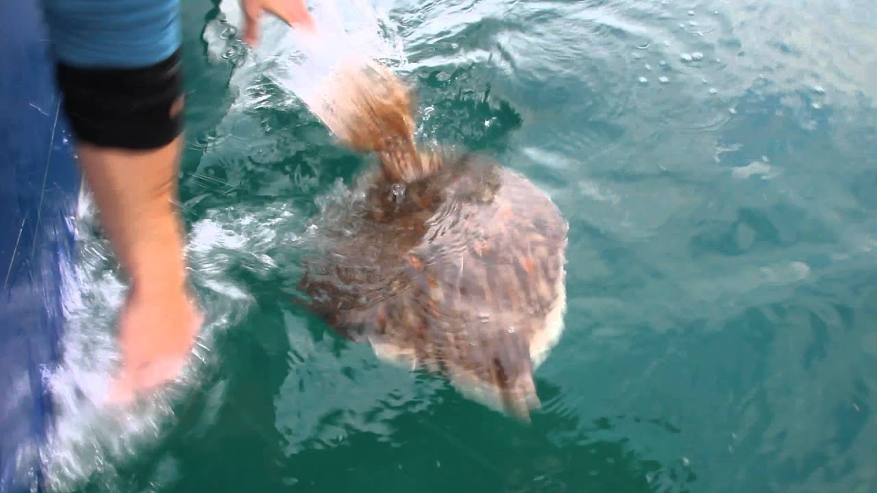 R&oslash;dspette 3 kg Catch & release