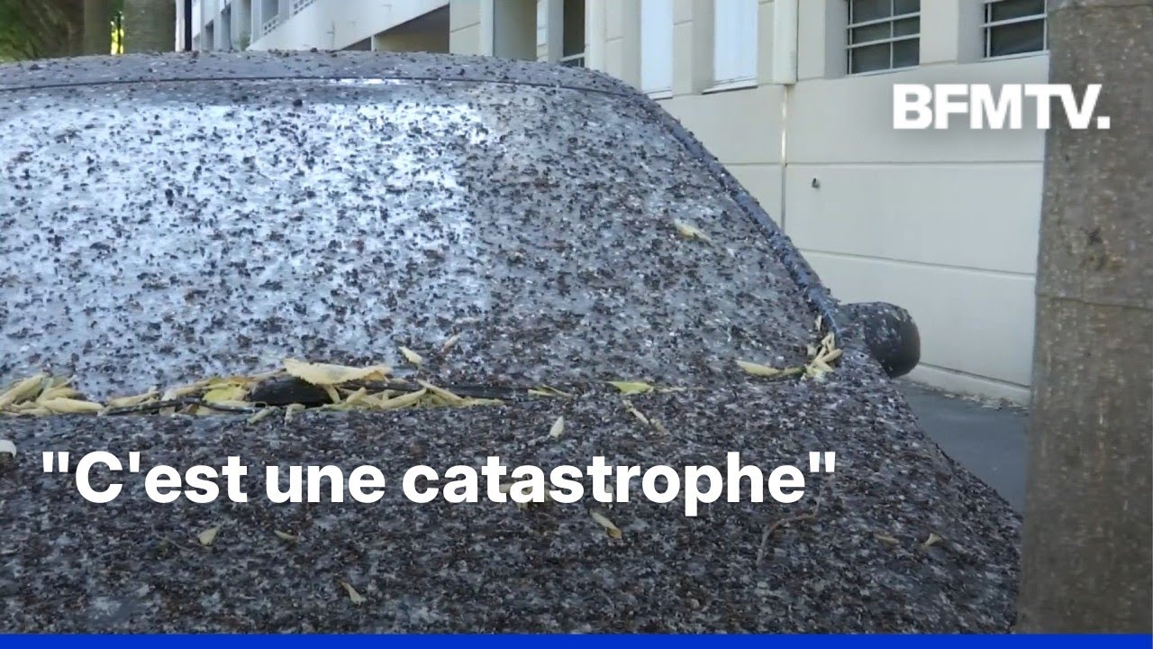 &Agrave; N&icirc;mes, les voitures et les trottoirs croulent sous les fientes d&rsquo;&eacute;tourneaux