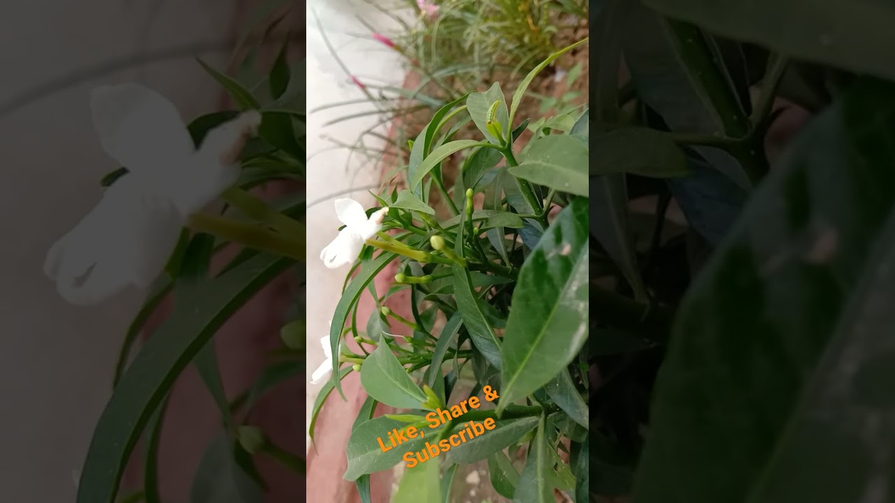 Organic Flower farming