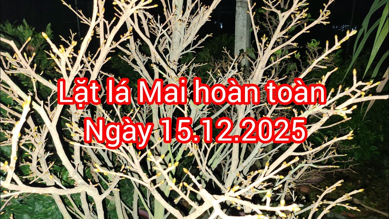 Lặt lá Mai hoàn toàn, phun thuốc sâu 