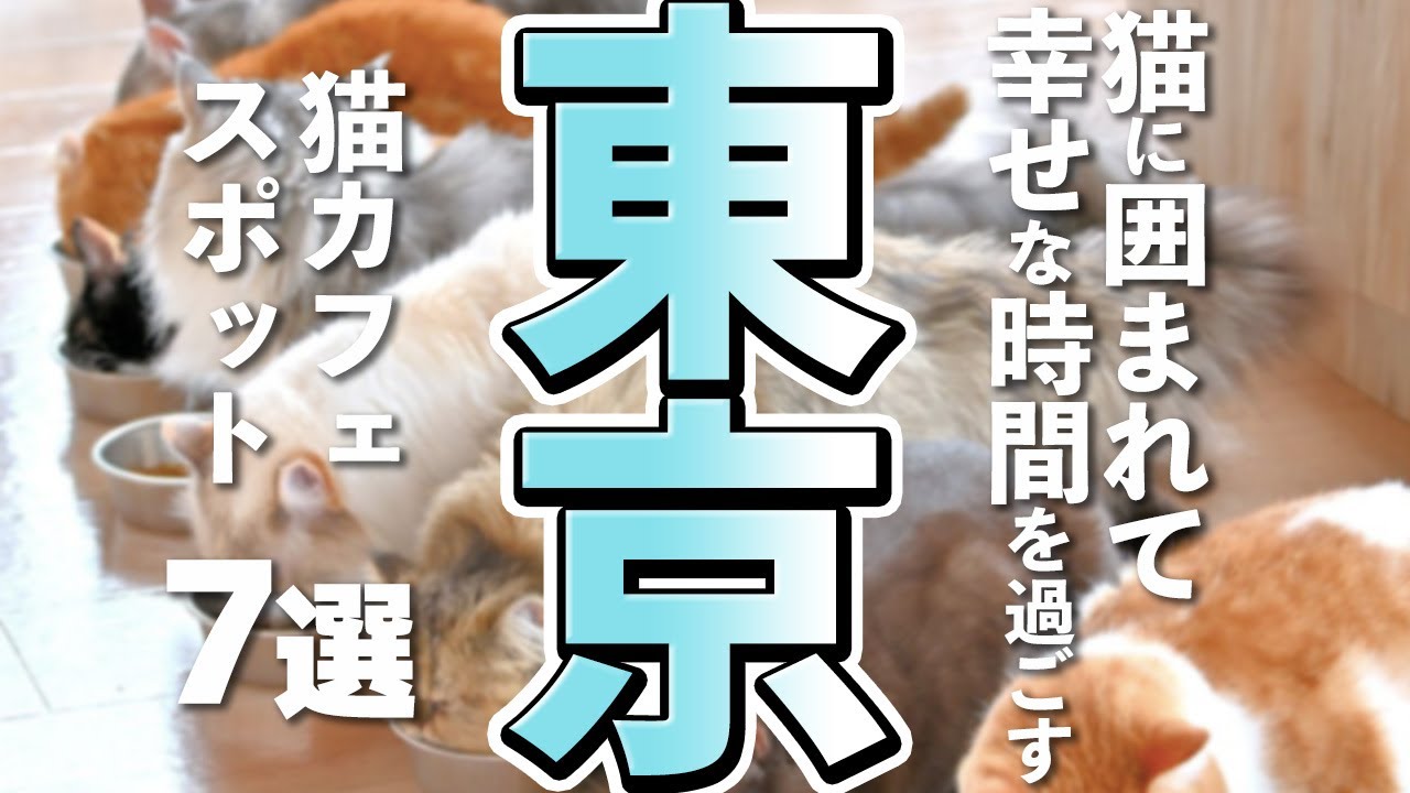【東京観光】モフモフ猫に癒される時間♪ 観光スポット周辺の猫カフェ7選