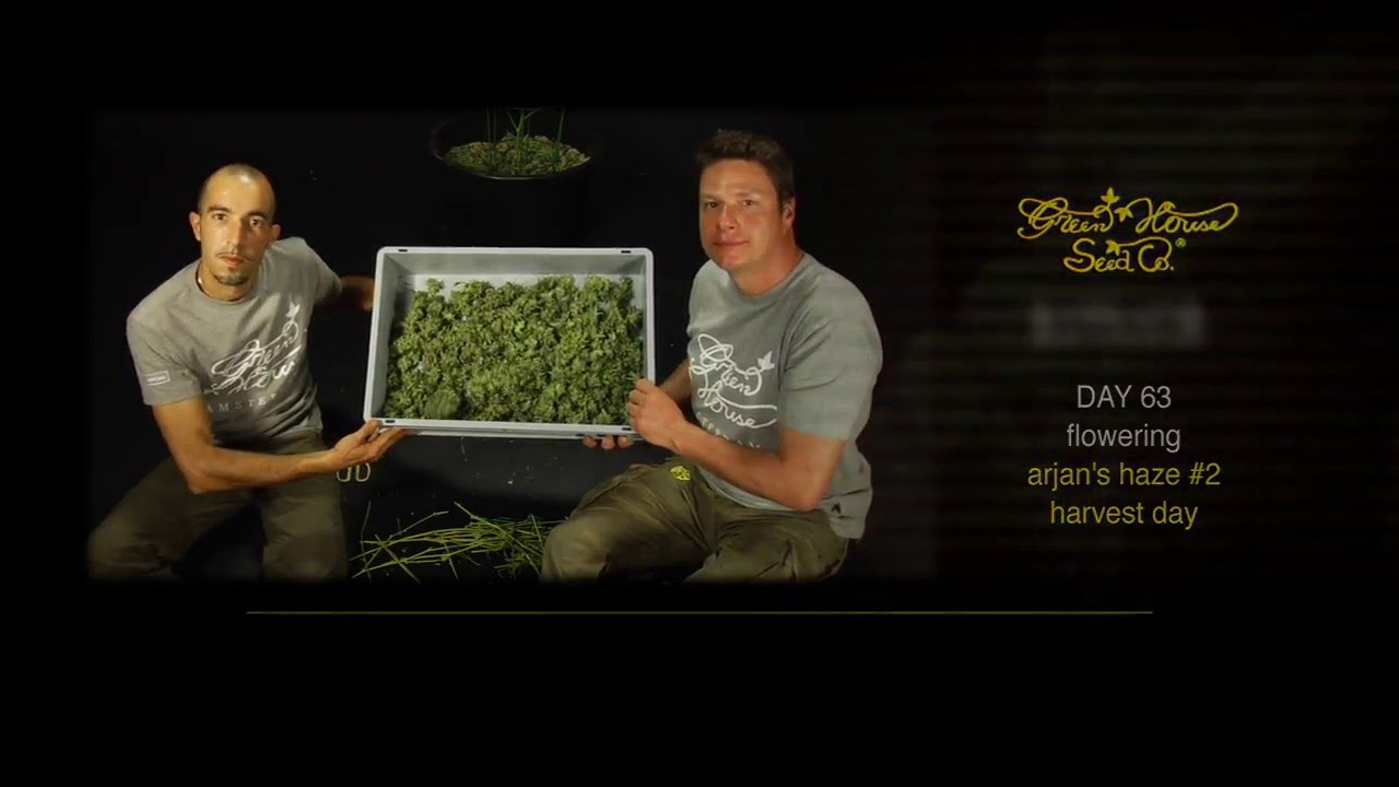 Arjan's Haze #2 - Green House Grow Sessions
