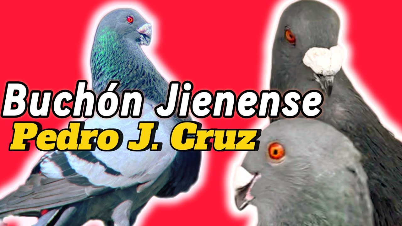 ¡ESPECTACULAR este PALOMAR! Pedro J. Cruz y sus BUCHONES Jienenses
