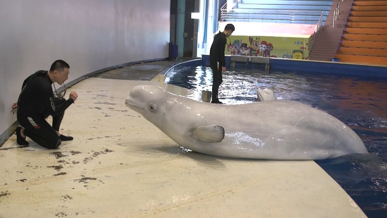 Captive beluga whales head to world&rsquo;s first open water sanctuary | ITV News