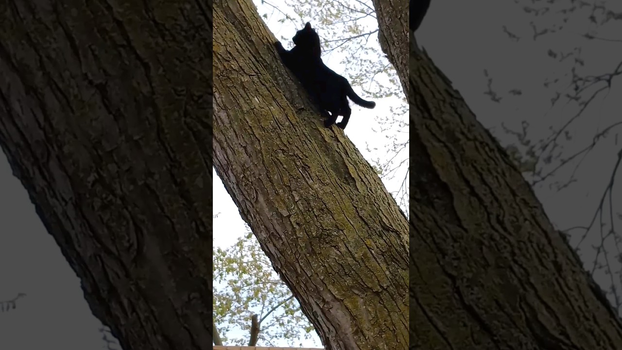 Cat LOVES climbing trees (10 year old Dolly) 😯💜 #cat #cats #catlover #adventure