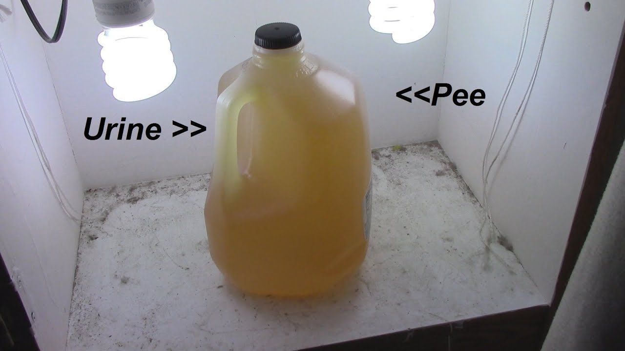 Peeing on a Plant/Compost Part 2 #AZVlogger #LifeInAZ