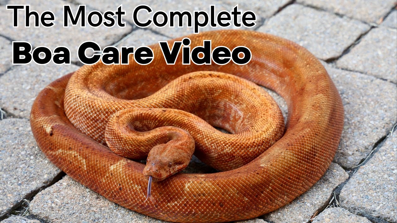 The Most Complete Boa Care Guide on YouTube