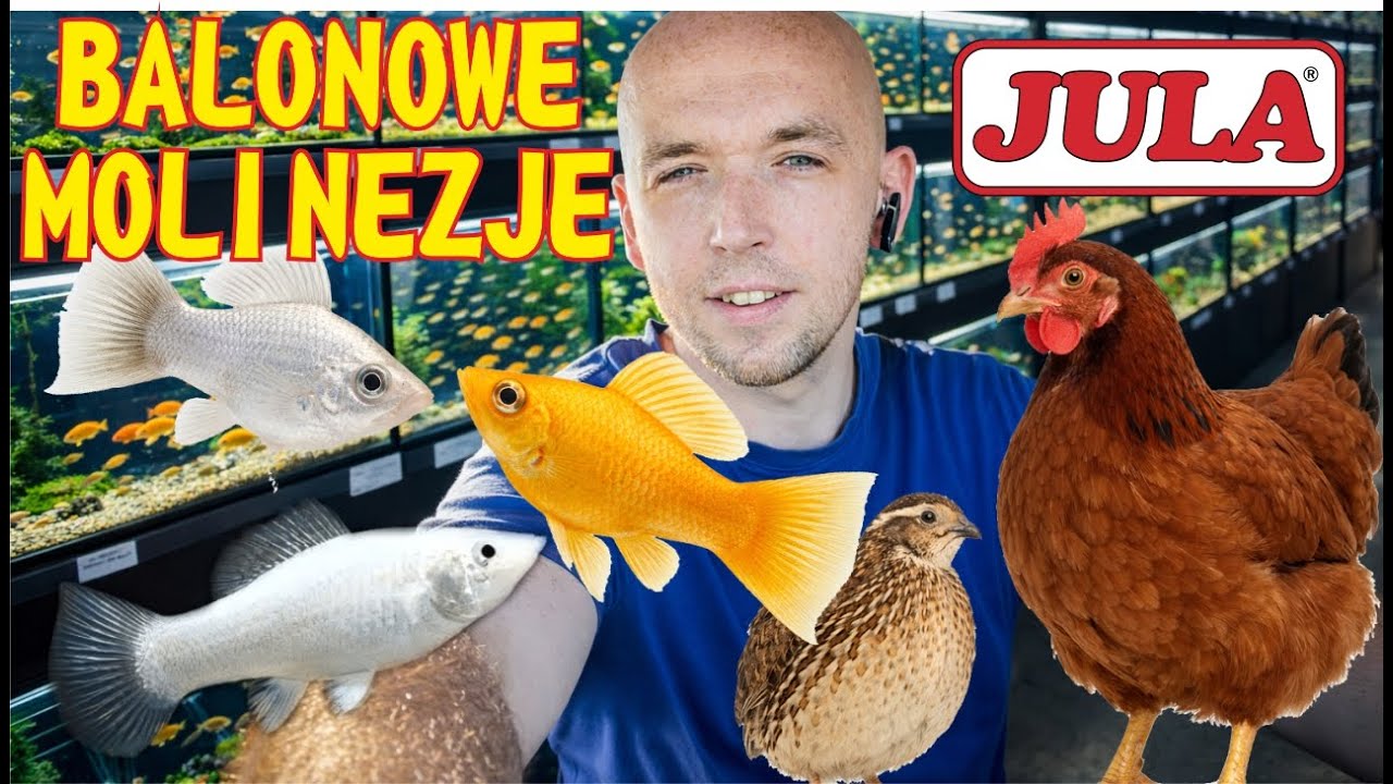 Przegląd Molinezji Balonowych -setki nowych ryb, zakupy akwarystyczne w Jula  